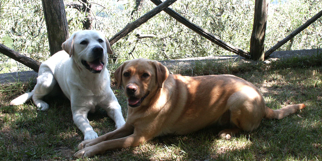 Urlaub mit Hund in der Toskana über Toskana Spezial, HundeKnigge
