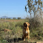 Toskana Spezial Urlaub mit Hund Hundegruppe Toskana
