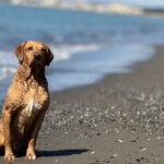 Toskana Spezial Urlaub mit Hund Hundegruppe Toskana Meer