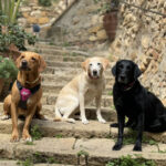 Toskana Spezial Urlaub mit Hund Hundegruppe Toskana Ausflug