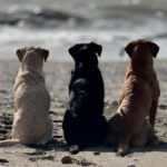 Toskana Spezial Urlaub mit Hund Hundegruppe Toskana Meer