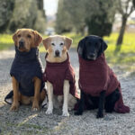 Toskana Spezial Urlaub mit Hund Hundegruppe Toskana Podere Montalto